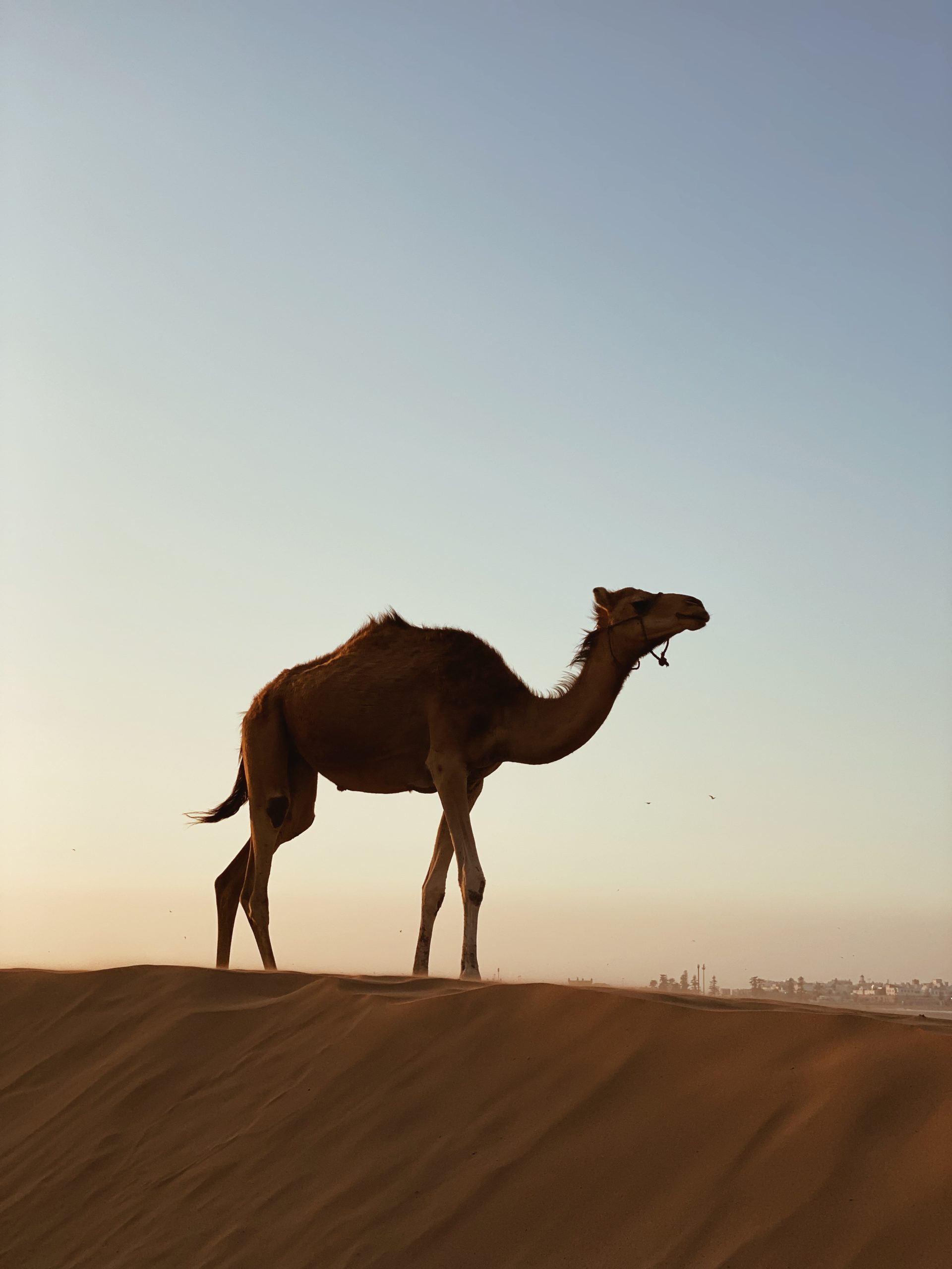 Photo d'un dromadaire dans le desert marocain